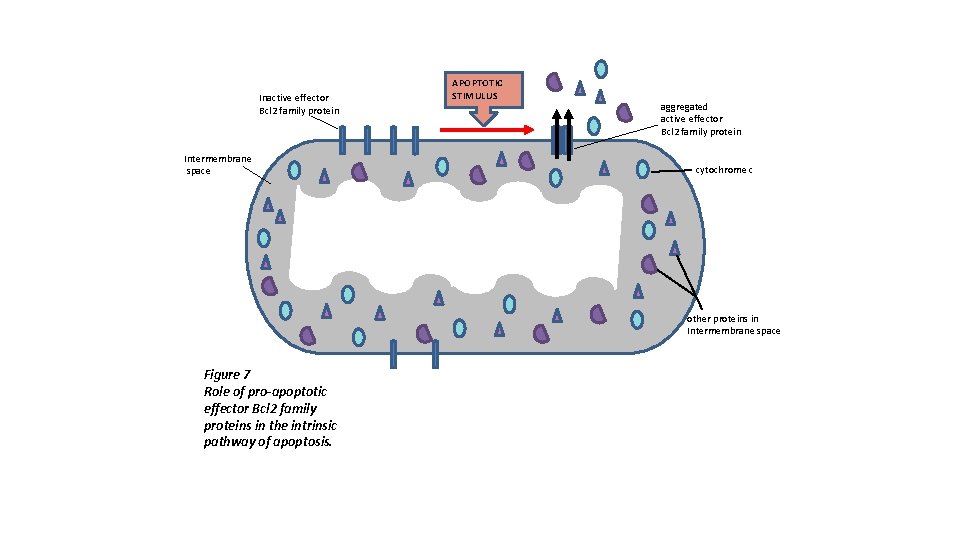 Inactive effector Bcl 2 family protein Intermembrane space APOPTOTIC STIMULUS aggregated active effector Bcl