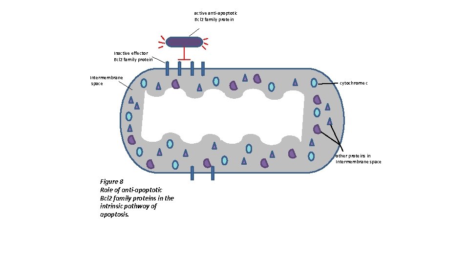 active anti-apoptotic Bcl 2 family protein Inactive effector Bcl 2 family protein Intermembrane space