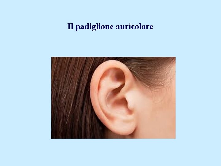 Il padiglione auricolare 