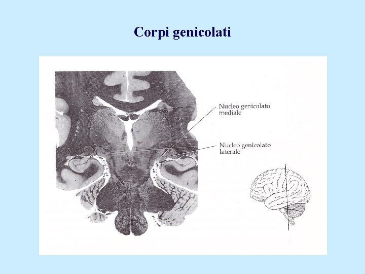 Corpi genicolati 