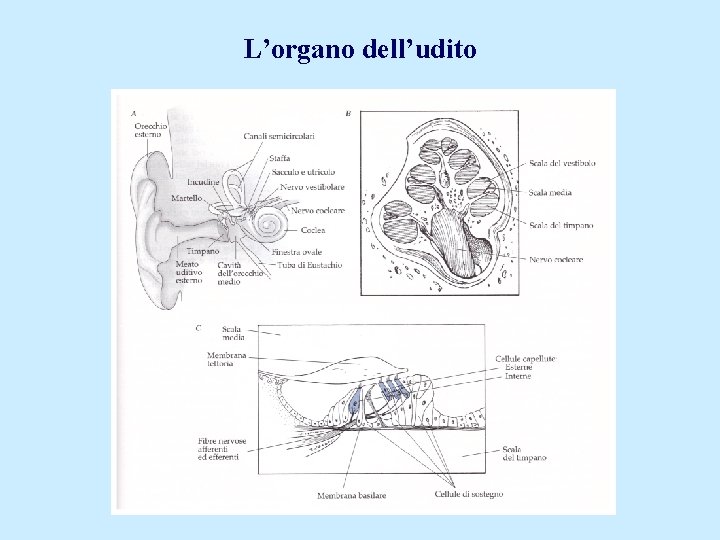 L’organo dell’udito 