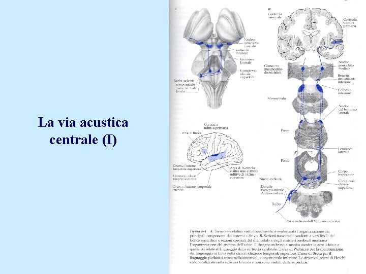 La via acustica centrale (I) 