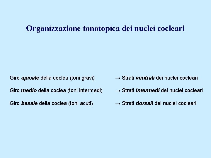 Organizzazione tonotopica dei nuclei cocleari Giro apicale della coclea (toni gravi) → Strati ventrali