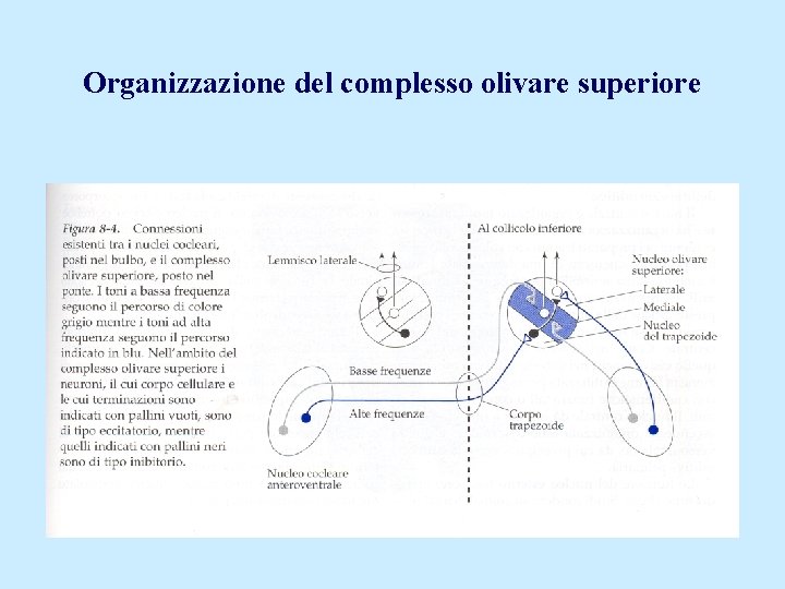 Organizzazione del complesso olivare superiore 