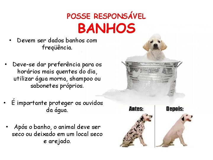 POSSE RESPONSÁVEL BANHOS • Devem ser dados banhos com freqüência. • Deve-se dar preferência