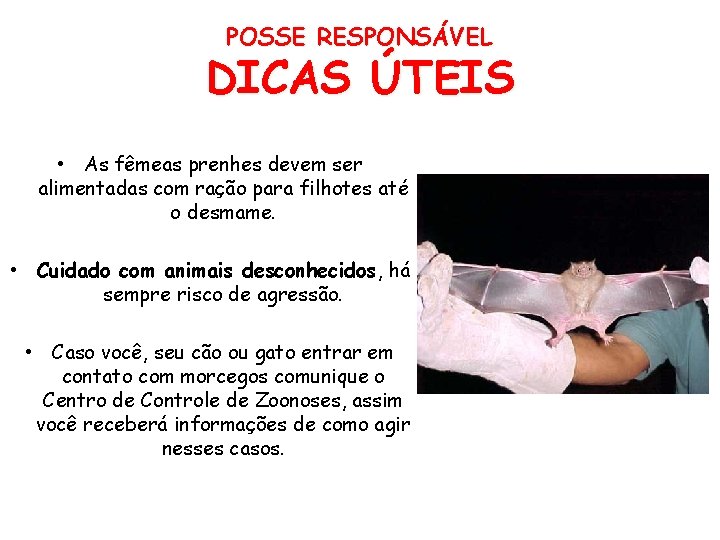 POSSE RESPONSÁVEL DICAS ÚTEIS • As fêmeas prenhes devem ser alimentadas com ração para