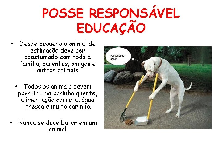 POSSE RESPONSÁVEL EDUCAÇÃO • Desde pequeno o animal de estimação deve ser acostumado com