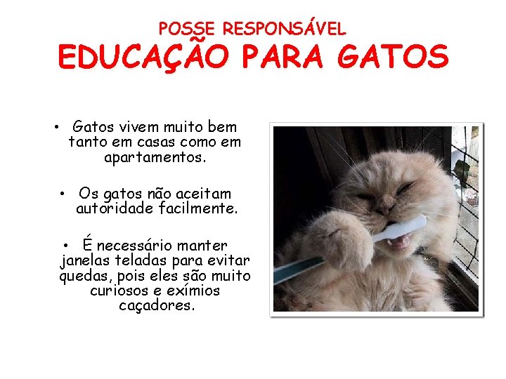 POSSE RESPONSÁVEL EDUCAÇÃO PARA GATOS • Gatos vivem muito bem tanto em casas como