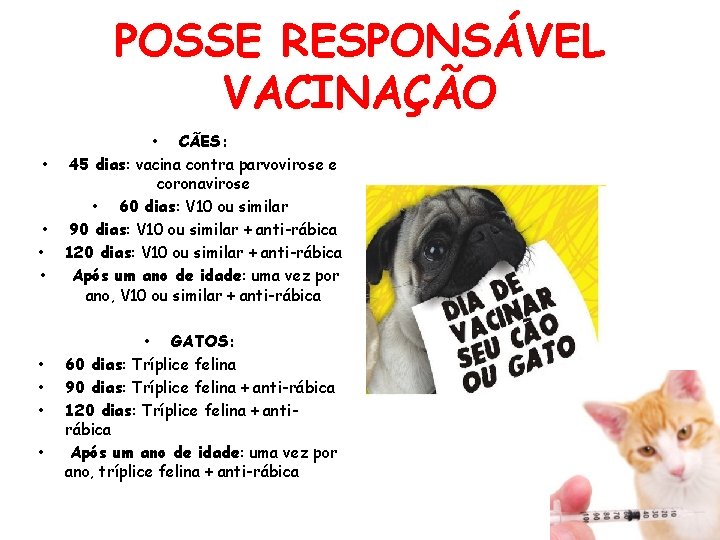 POSSE RESPONSÁVEL VACINAÇÃO • CÃES: • 45 dias: vacina contra parvovirose e coronavirose •