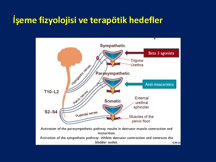 İşeme fizyolojisi ve terapötik hedefler 