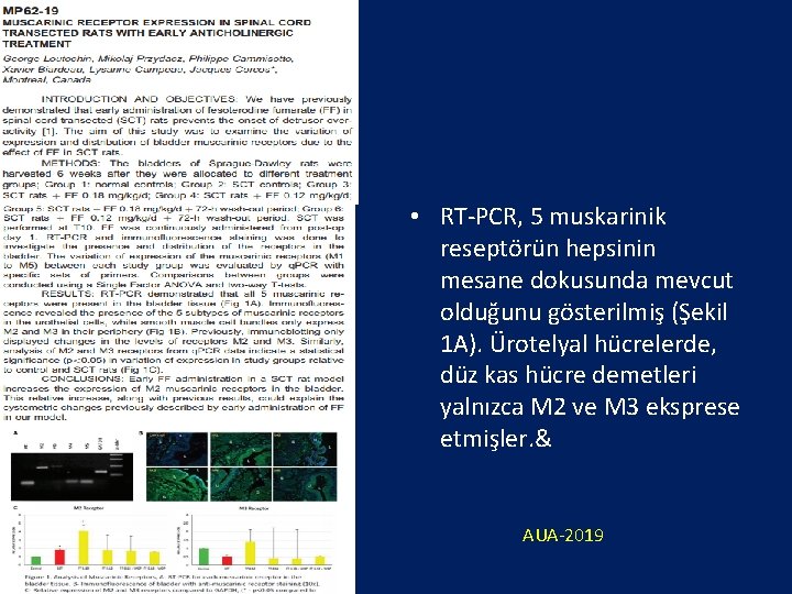  • RT-PCR, 5 muskarinik reseptörün hepsinin mesane dokusunda mevcut olduğunu gösterilmiş (Şekil 1