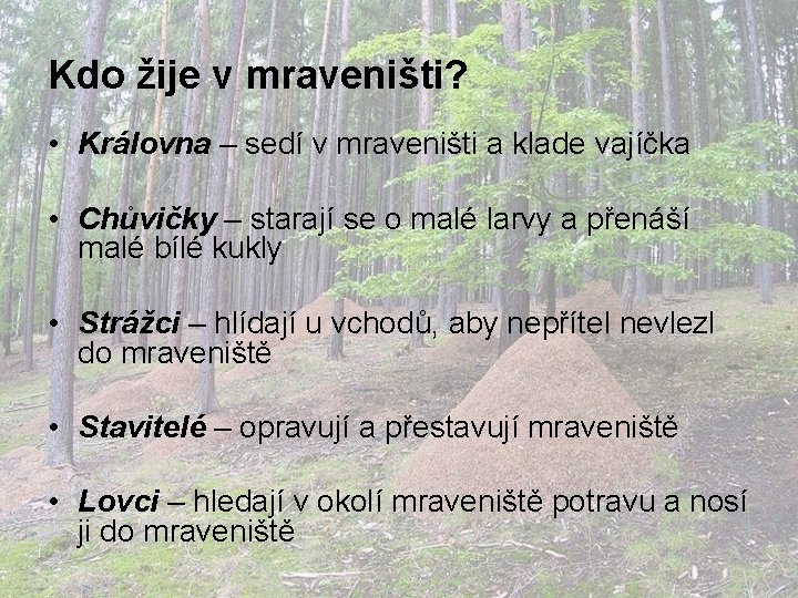 Kdo žije v mraveništi? • Královna – sedí v mraveništi a klade vajíčka •