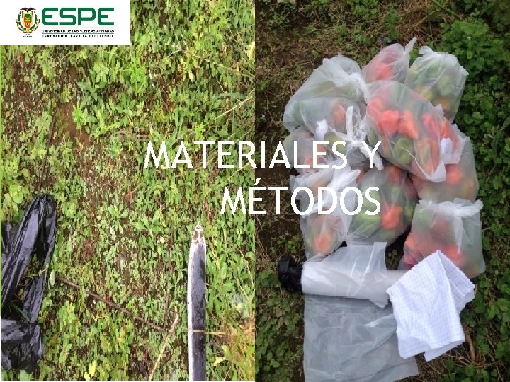 MATERIALES Y MÉTODOS 