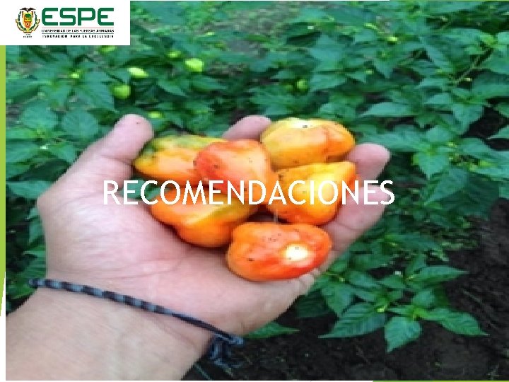 RECOMENDACIONES 