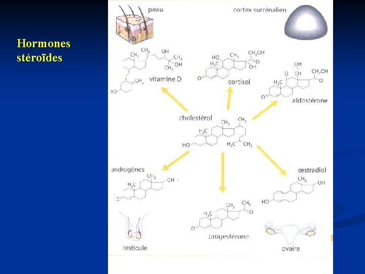 Hormones stéroïdes 