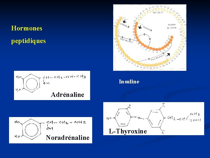 Hormones peptidiques Insuline Adrénaline Noradrénaline L-Thyroxine 