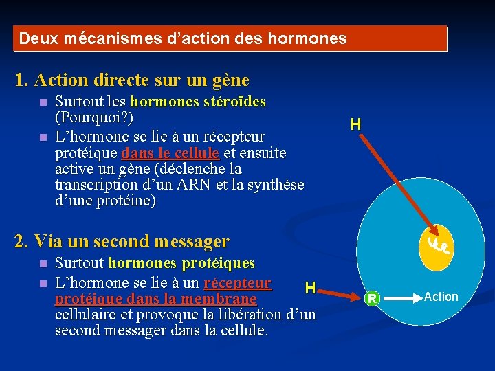 Deux mécanismes d’action des hormones 1. Action directe sur un gène n n Surtout