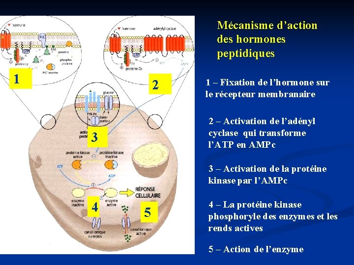 Mécanisme d’action des hormones peptidiques 1 2 1 – Fixation de l’hormone sur le