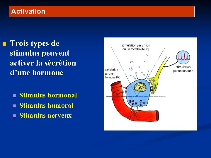 Activation n Trois types de stimulus peuvent activer la sécrétion d’une hormone n n