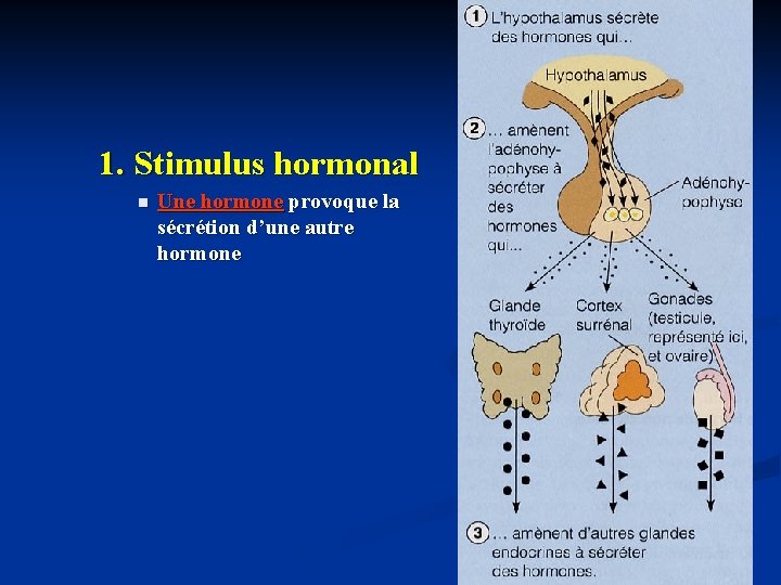 1. Stimulus hormonal n Une hormone provoque la sécrétion d’une autre hormone 