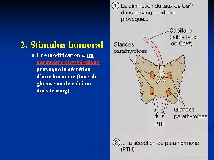 2. Stimulus humoral n Une modification d’un paramètre physiologique provoque la sécrétion d’une hormone