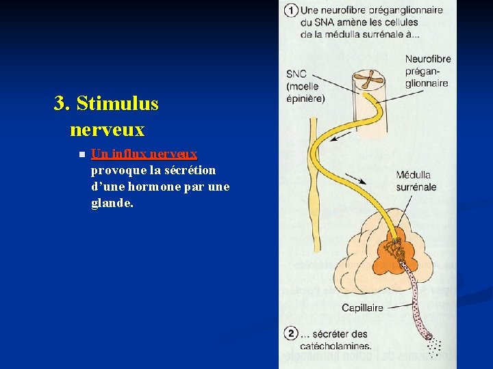3. Stimulus nerveux n Un influx nerveux provoque la sécrétion d’une hormone par une
