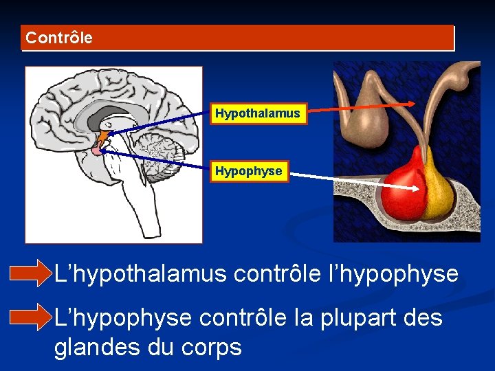 Contrôle Hypothalamus Hypophyse L’hypothalamus contrôle l’hypophyse L’hypophyse contrôle la plupart des glandes du corps