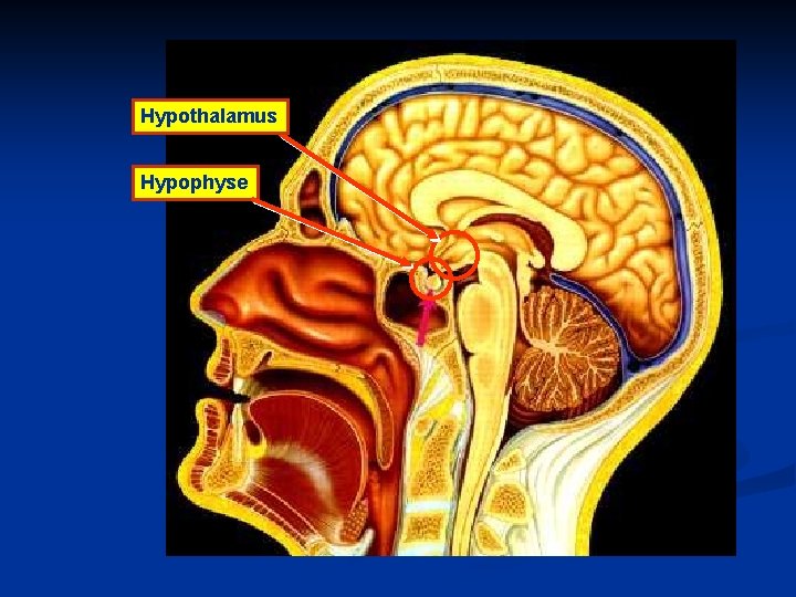 Hypothalamus Hypophyse 