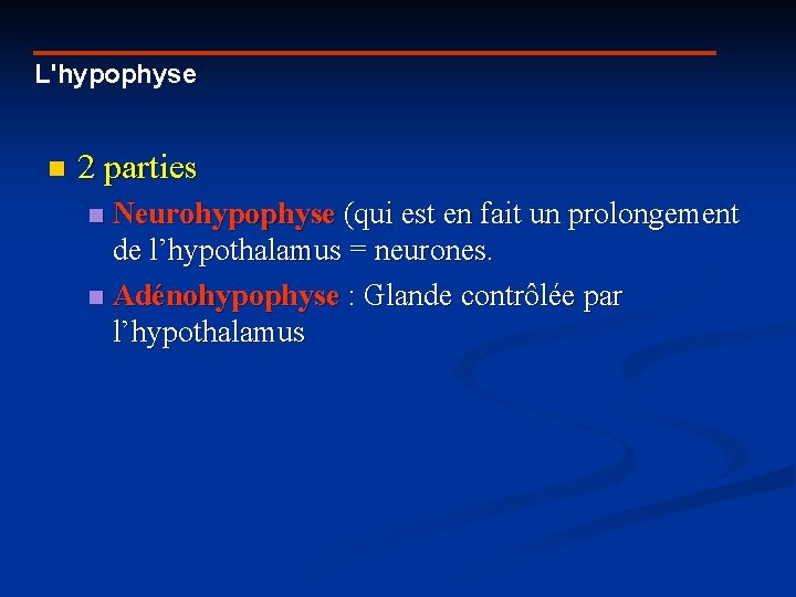 L'hypophyse n 2 parties Neurohypophyse (qui est en fait un prolongement de l’hypothalamus =