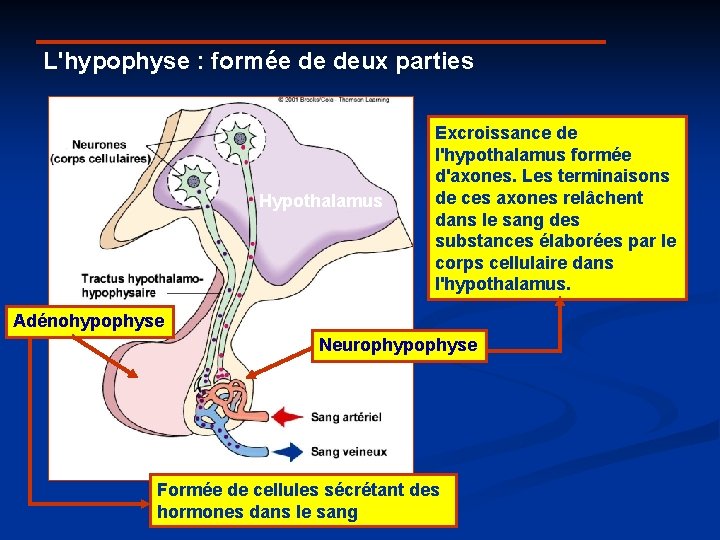L'hypophyse : formée de deux parties Hypothalamus Excroissance de l'hypothalamus formée d'axones. Les terminaisons
