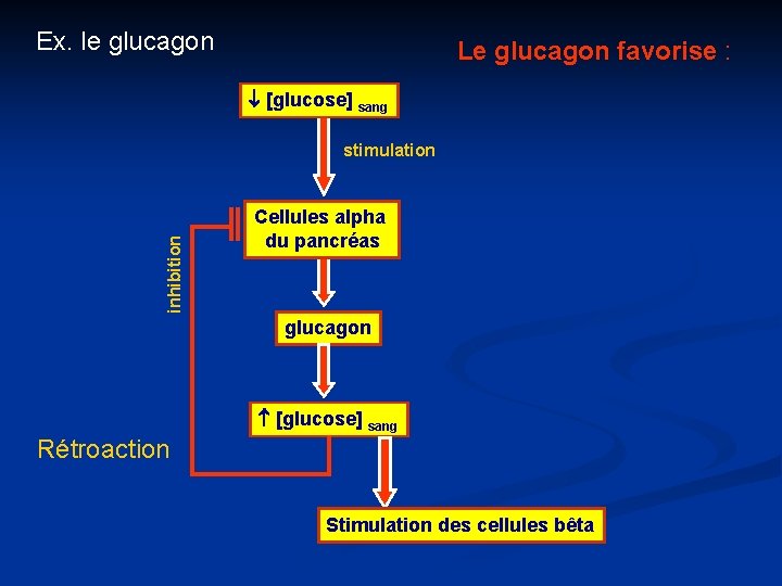 Ex. le glucagon Le glucagon favorise : [glucose] sang inhibition stimulation Cellules alpha du
