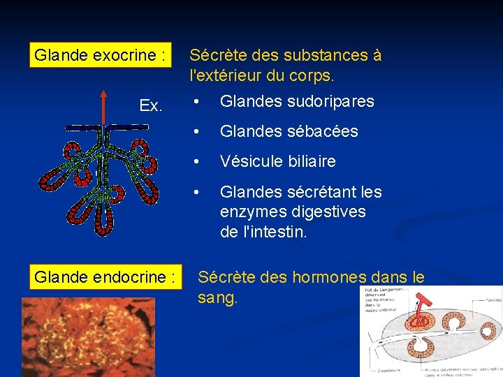 Glande exocrine : Ex. Glande endocrine : Sécrète des substances à l'extérieur du corps.