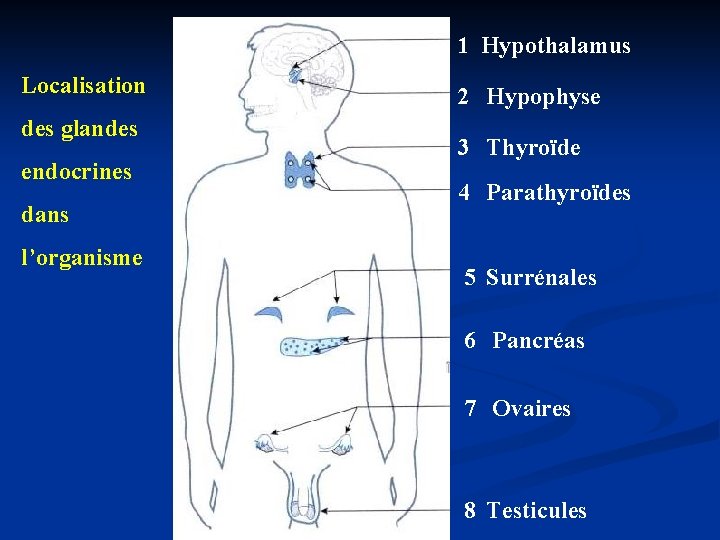 1 Hypothalamus Localisation des glandes endocrines dans l’organisme 2 Hypophyse 3 Thyroïde 4 Parathyroïdes