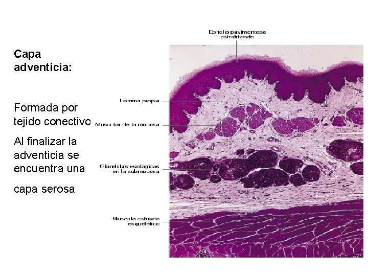 Capa adventicia: Formada por tejido conectivo Al finalizar la adventicia se encuentra una capa