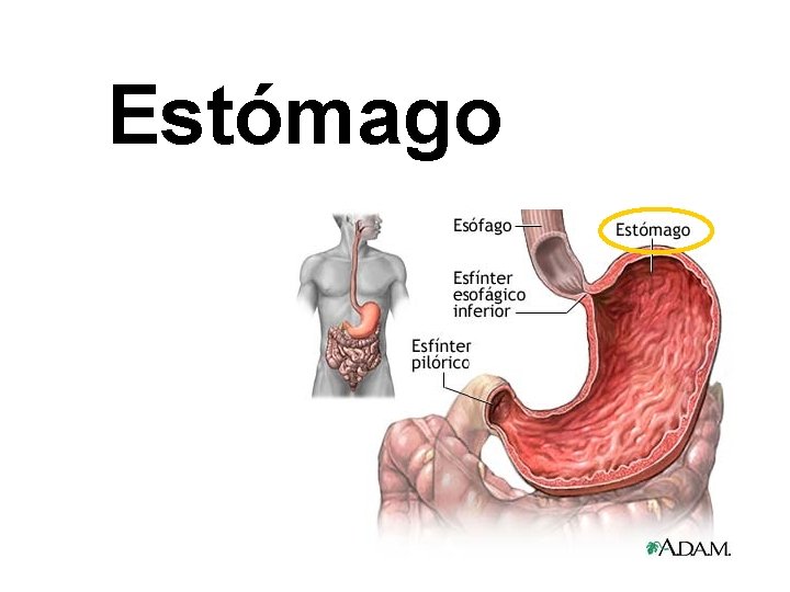 Estómago 