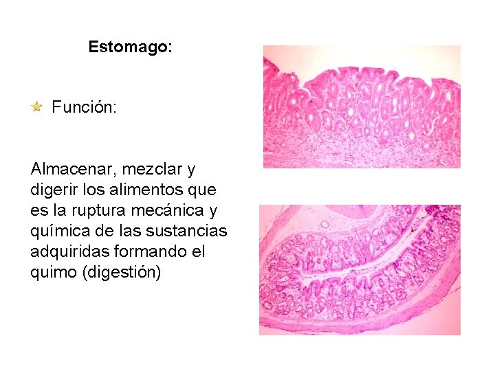 Estomago: Función: Almacenar, mezclar y digerir los alimentos que es la ruptura mecánica y