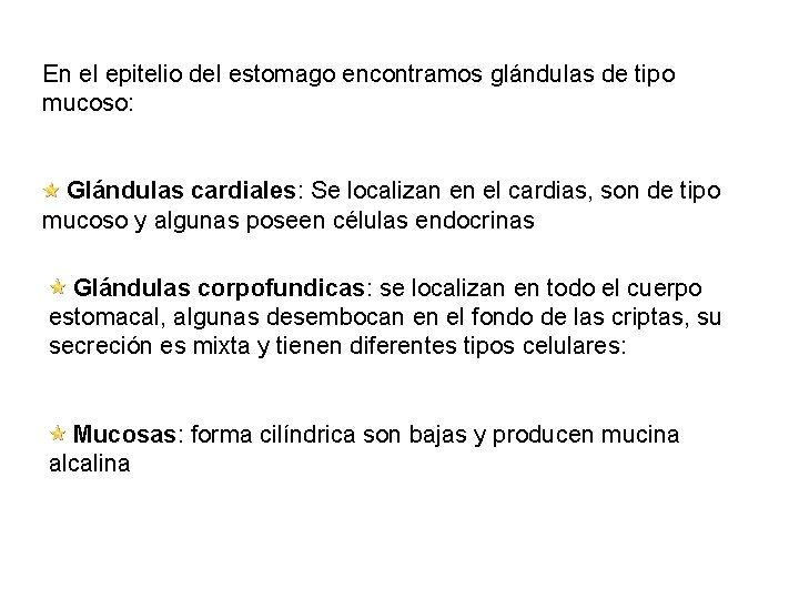 En el epitelio del estomago encontramos glándulas de tipo mucoso: Glándulas cardiales: Se localizan