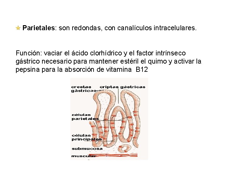  Parietales: son redondas, con canalículos intracelulares. Función: vaciar el ácido clorhídrico y el