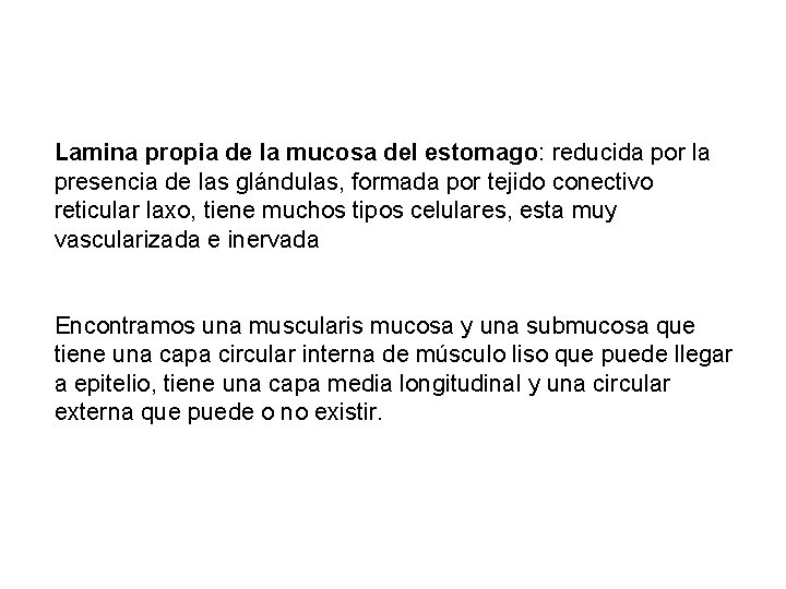 Lamina propia de la mucosa del estomago: reducida por la presencia de las glándulas,