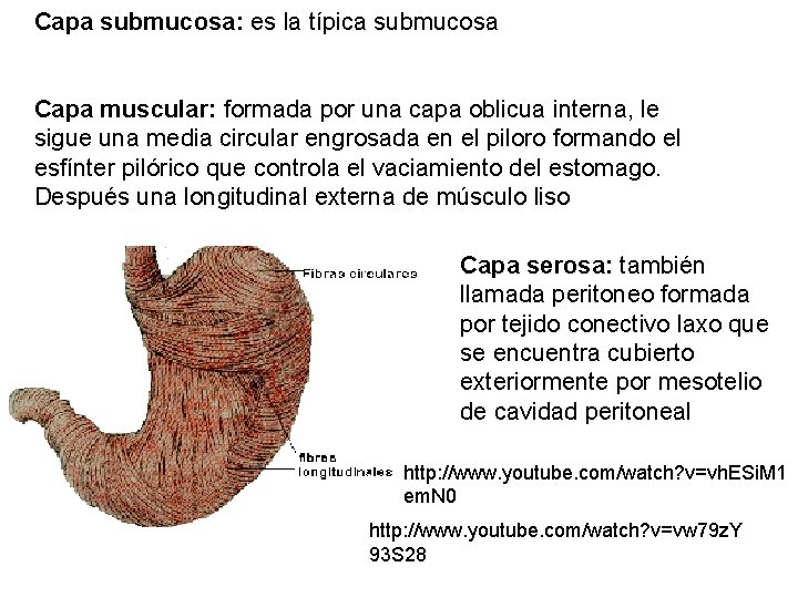 Capa submucosa: es la típica submucosa Capa muscular: formada por una capa oblicua interna,