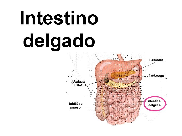 Intestino delgado 