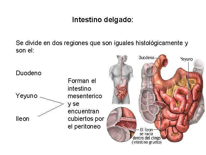 Intestino delgado: Se divide en dos regiones que son iguales histológicamente y son el:
