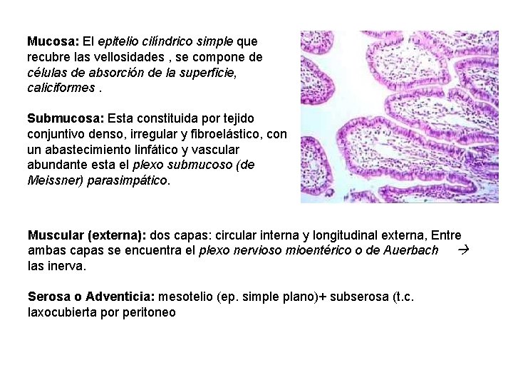 Mucosa: El epitelio cilíndrico simple que recubre las vellosidades , se compone de células