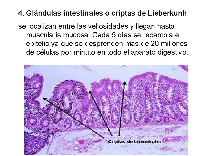 4. Glándulas intestinales o criptas de Lieberkunh: se localizan entre las vellosidades y llegan