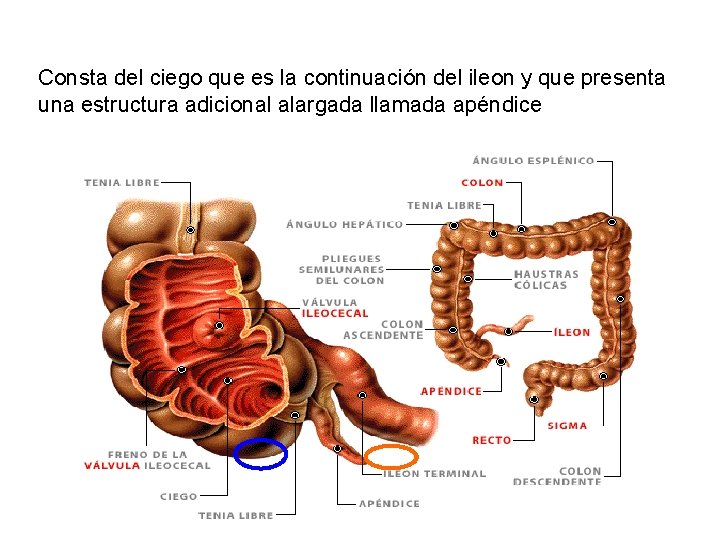 Consta del ciego que es la continuación del ileon y que presenta una estructura