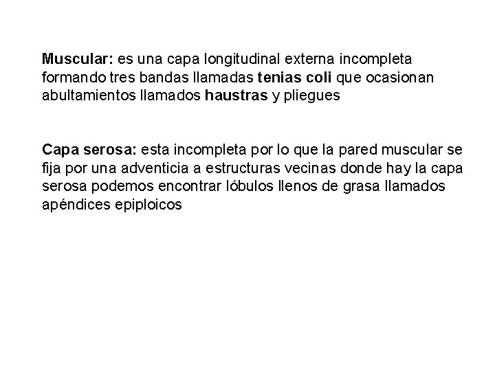 Muscular: es una capa longitudinal externa incompleta formando tres bandas llamadas tenias coli que