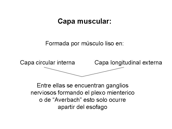 Capa muscular: Formada por músculo liso en: Capa circular interna Capa longitudinal externa Entre