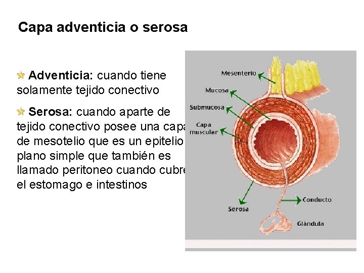 Capa adventicia o serosa Adventicia: cuando tiene solamente tejido conectivo Serosa: cuando aparte de