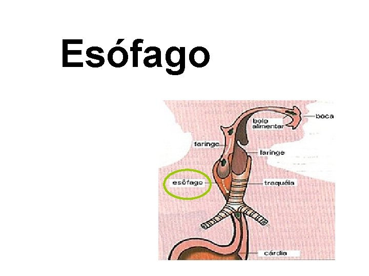 Esófago 