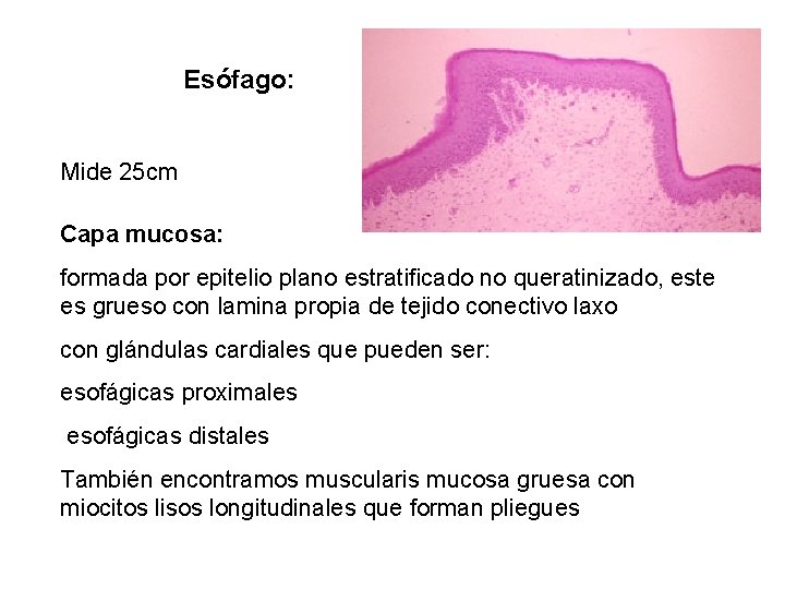  Esófago: Mide 25 cm Capa mucosa: formada por epitelio plano estratificado no queratinizado,